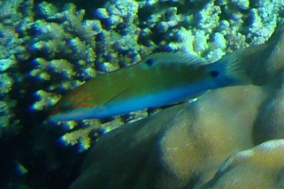 Thalassoma lunare - Mondsichel-Lippfisch (Mondschwanz-Lippfisch, Mondsichel-Junker)